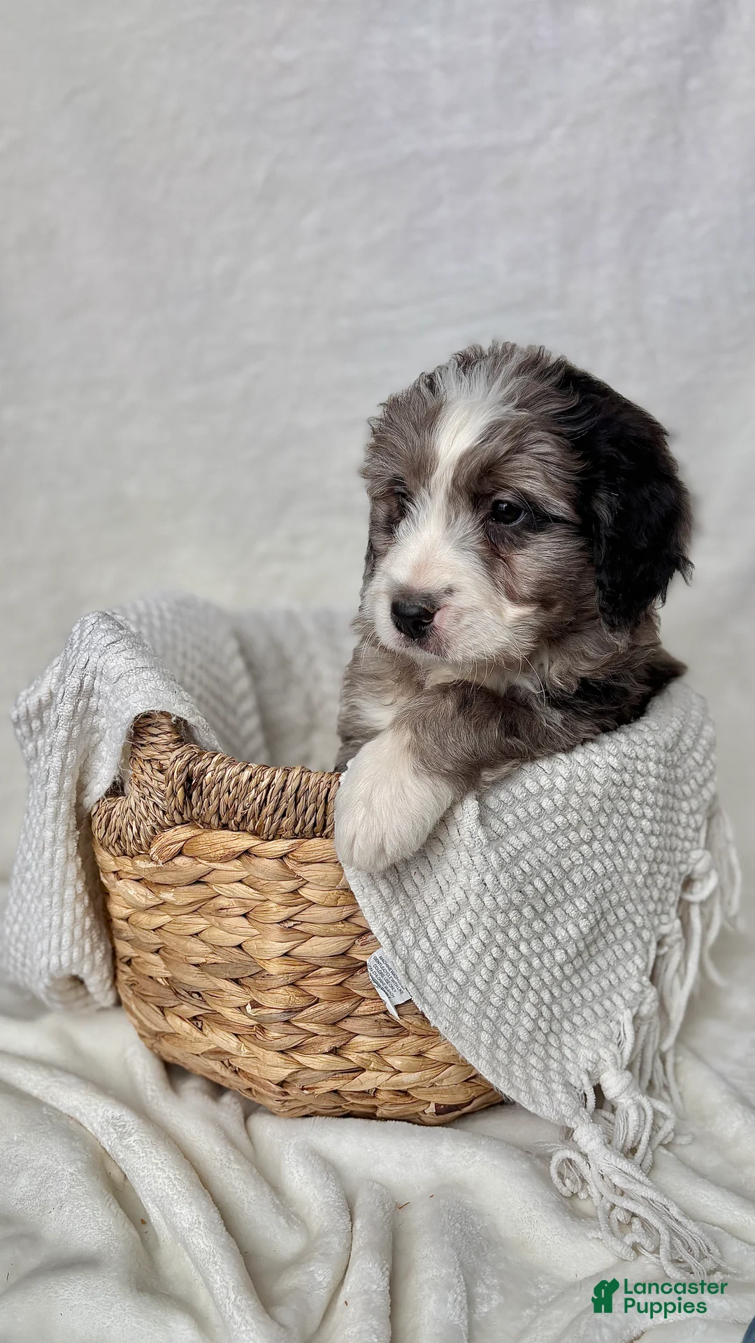 Bernedoodle dogs for sale: Rocky - Ad 3