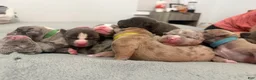American Bully dogs for sale: Mia - XL American Bully Puppy  - Ad 9