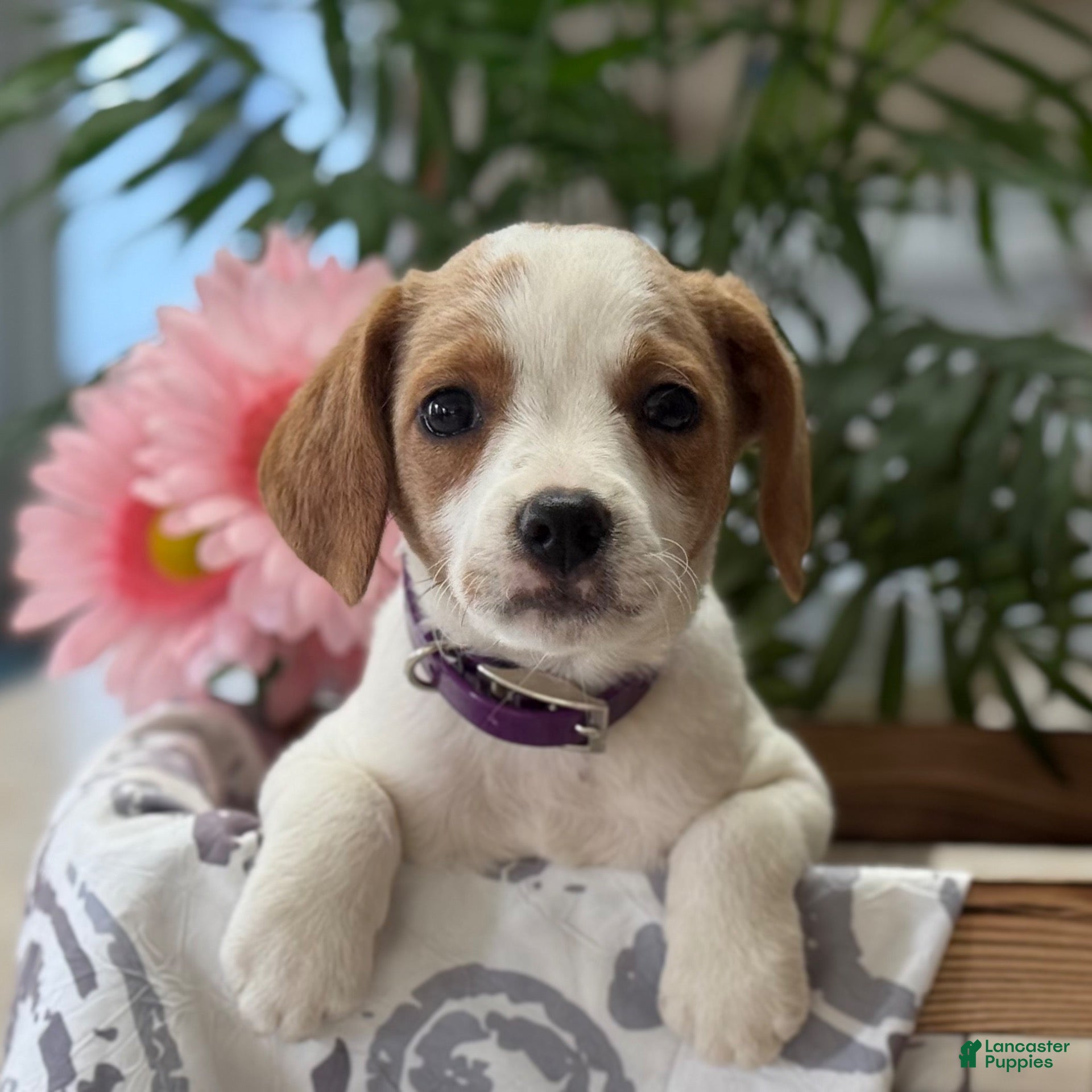 Mixed Breed dogs Queenie - Ad 2