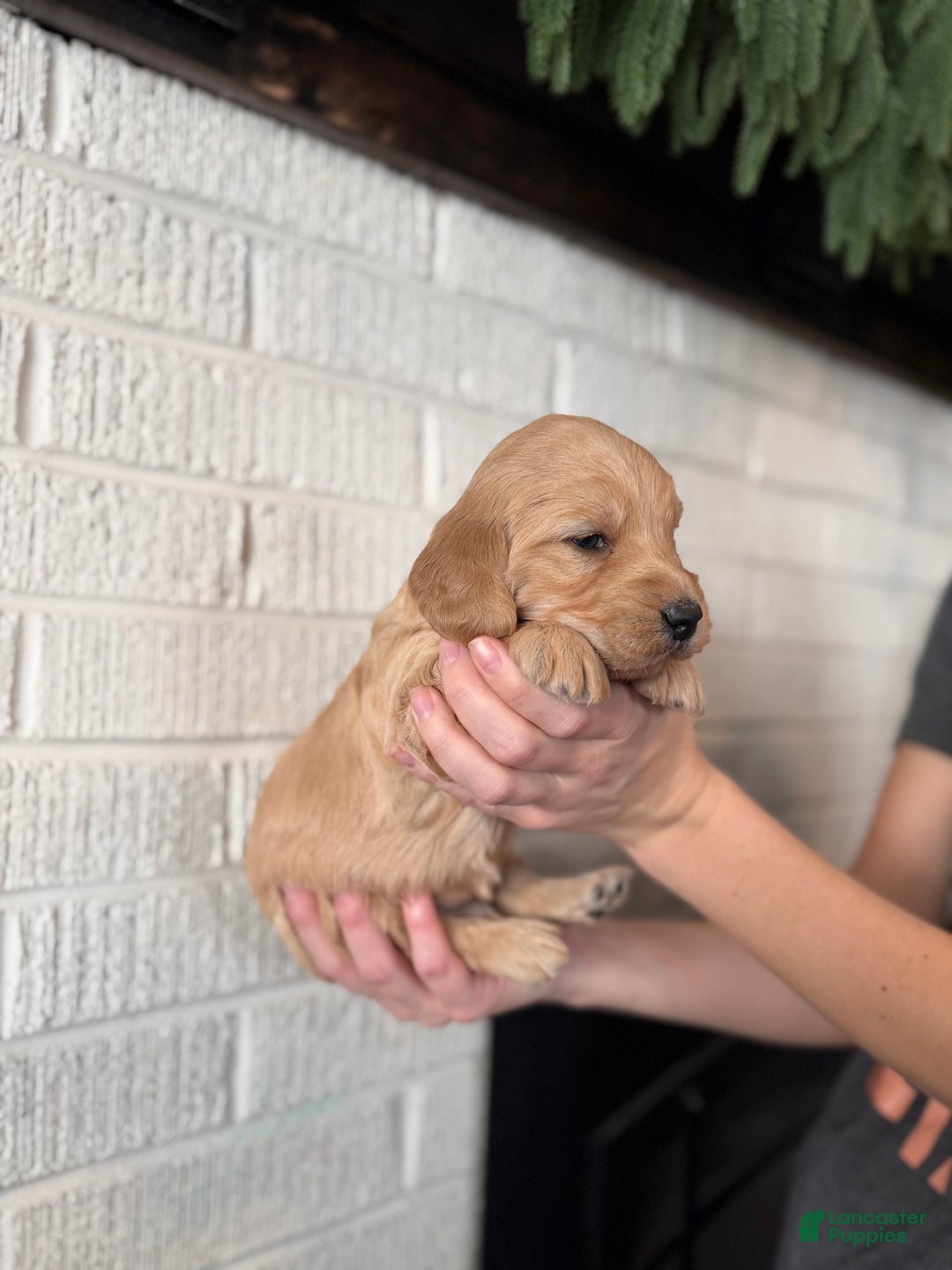 Mini Goldendoodle dogs for sale: Blaze - Ad 5
