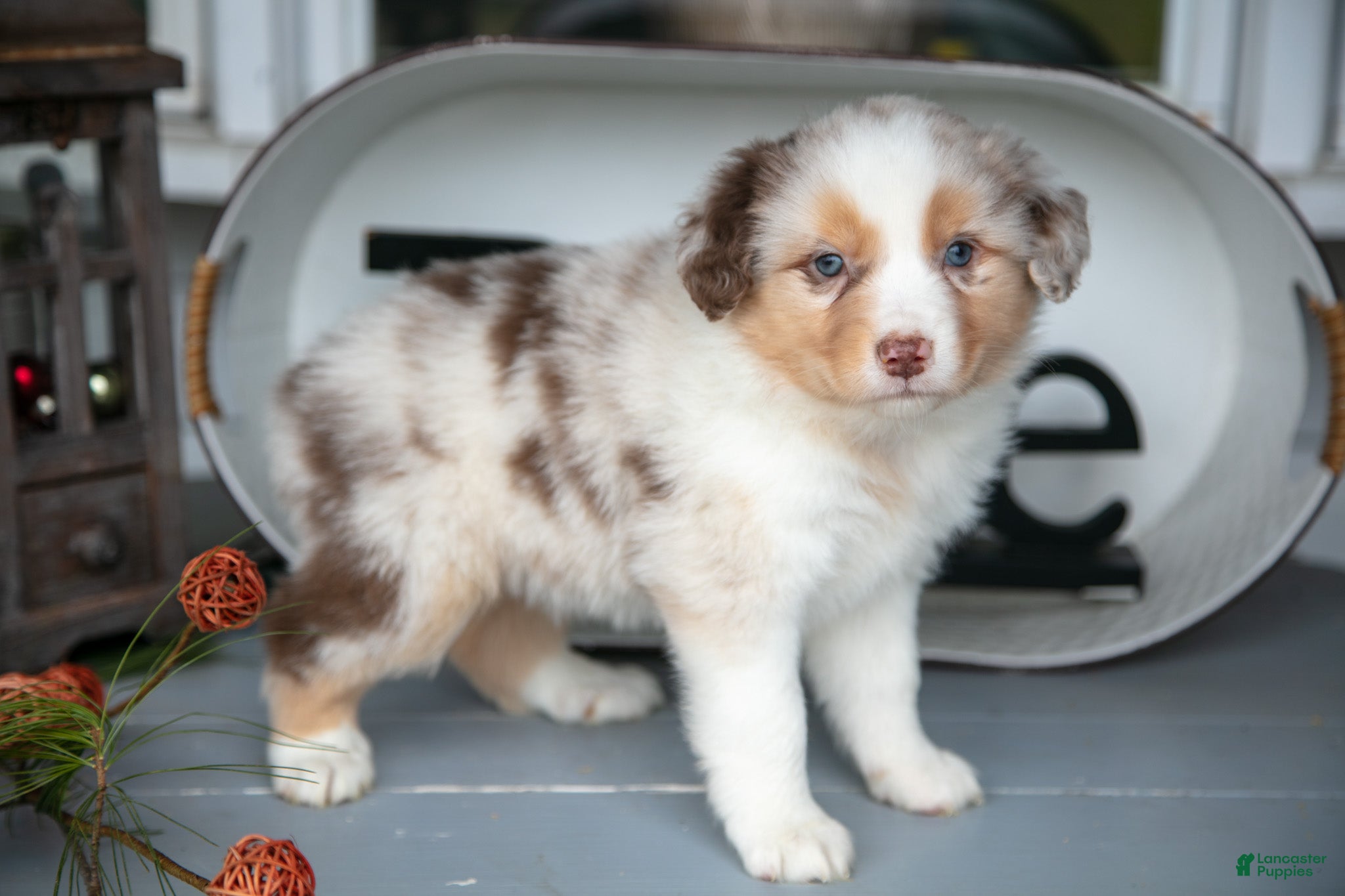 Australian Shepherd dogs Misty - Ad 9