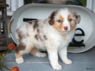 Australian Shepherd dogs Misty - Ad 9
