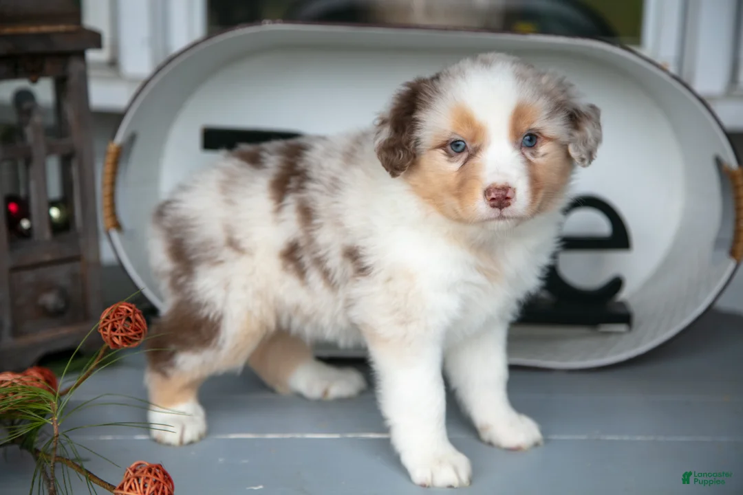 Australian Shepherd dogs for sale: Misty - Ad 1