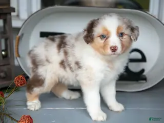 Australian Shepherd dogs Misty - Ad 22