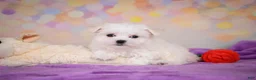 Maltese dogs for sale: Wiston - Ad 8
