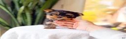 Yorkshire Terrier dogs for sale: Ricky - Ad 4