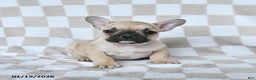 French Bulldog dogs for sale: Harley - Ad 3