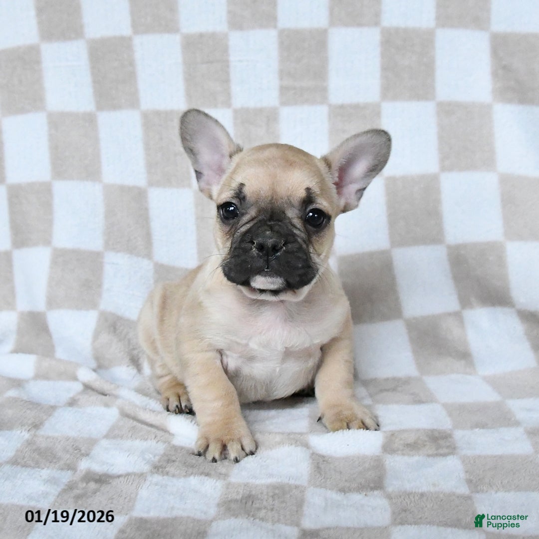 French Bulldog dogs for sale: Harley - Ad 3