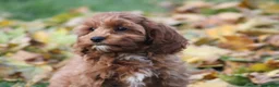 Cavapoo dogs for sale: Bradi - Ad 7