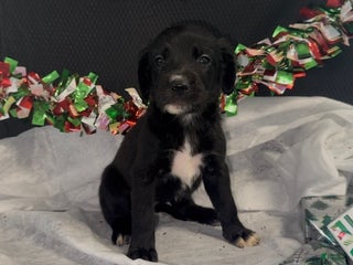 Mixed Breed dogs Brit - Ad 36