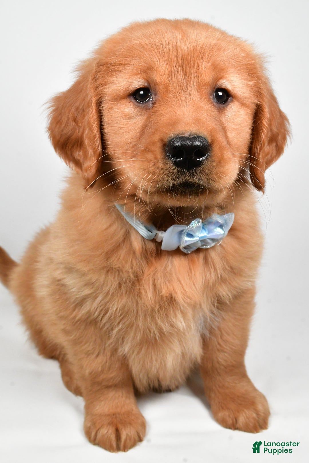 Golden Retriever dogs for sale: Max - Ad 2