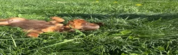 Miniature Dachshund dogs for sale: Brutus  - Ad 8