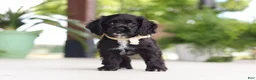 Cocker Spaniel dogs for sale: Betsy - Ad 7