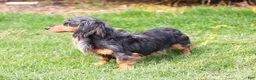 Miniature Dachshund dogs for sale: Louie  - Ad 5