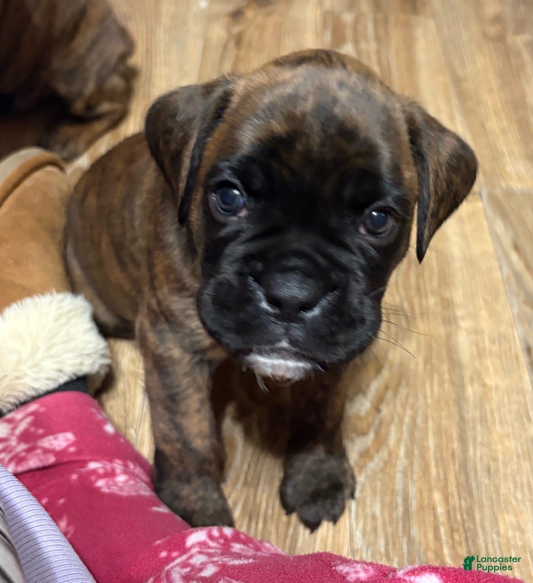 Boxer dogs for sale: Bear - Ad 4