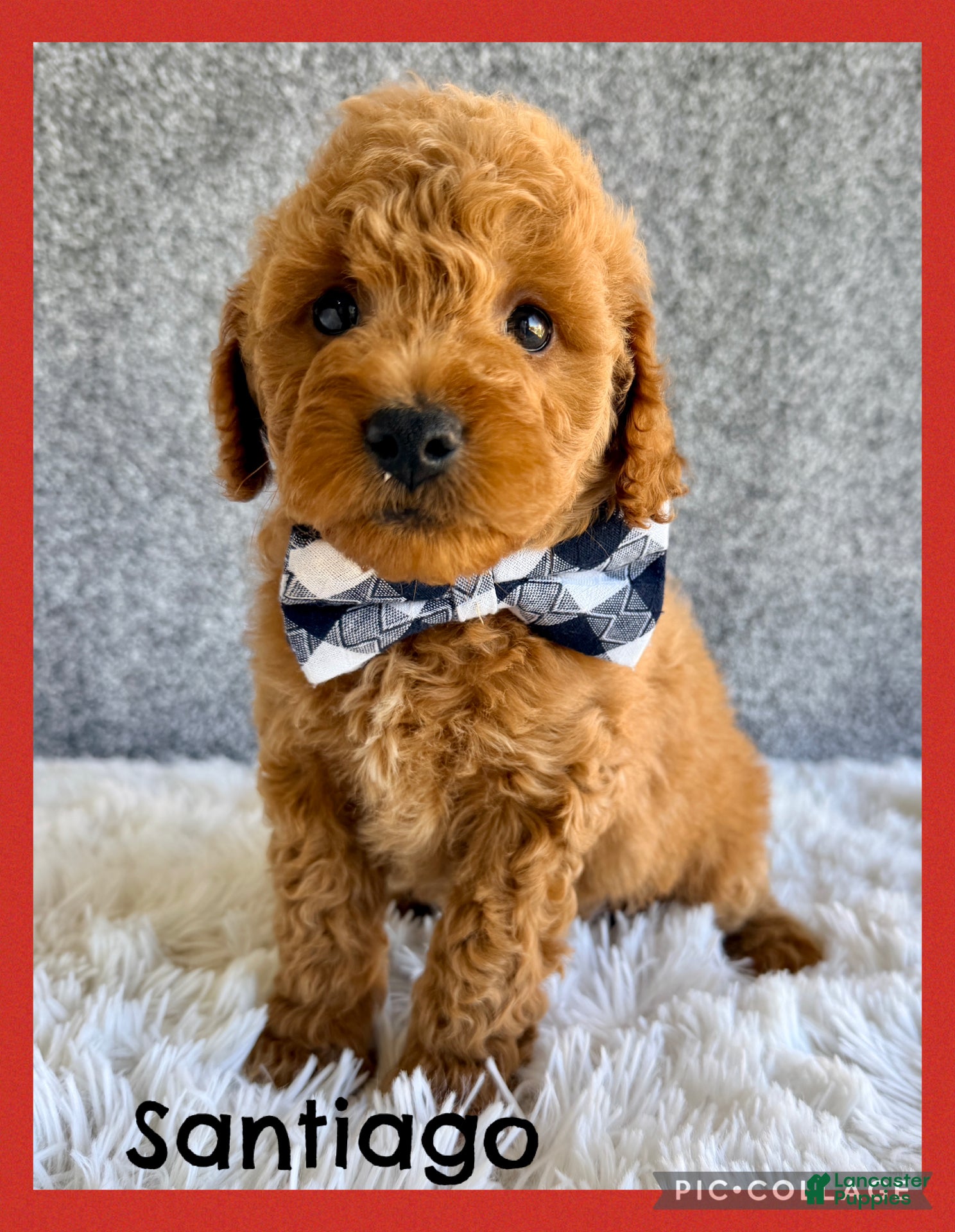 Mini Goldendoodle dogs for sale: Santiago  - Ad 1