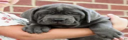 Cane Corso dogs for sale: Smokey  - Ad 3