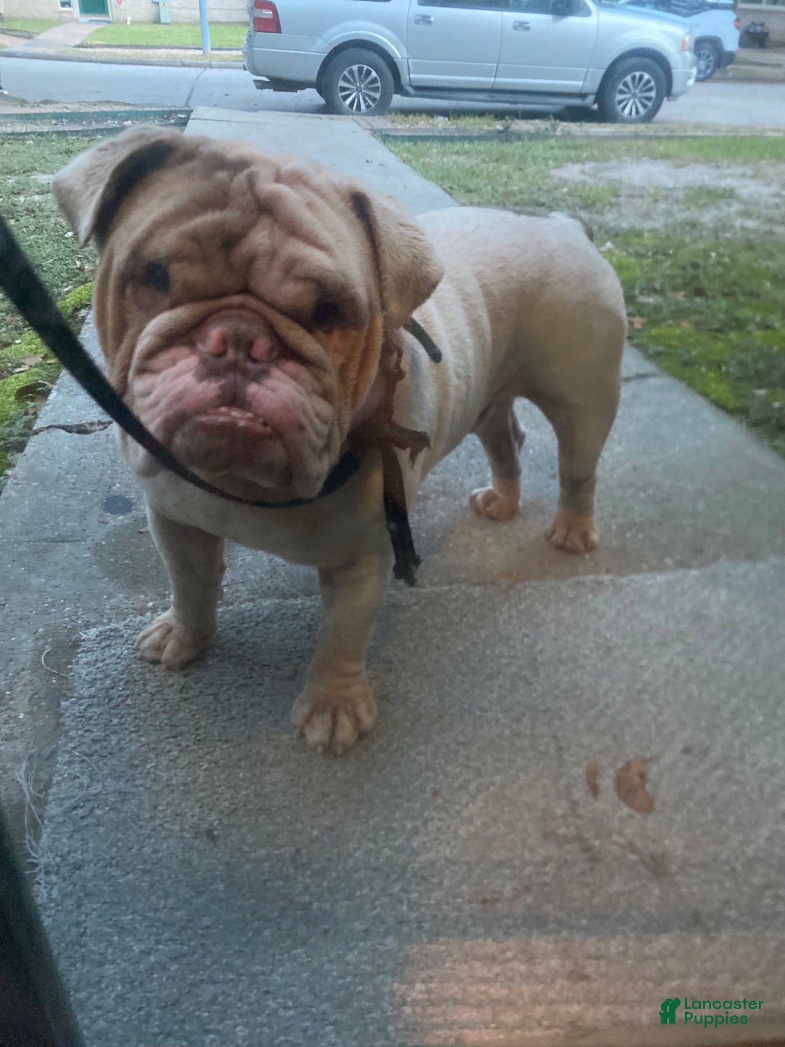 English Bulldog dogs English Bulldog 1 - Ad 20