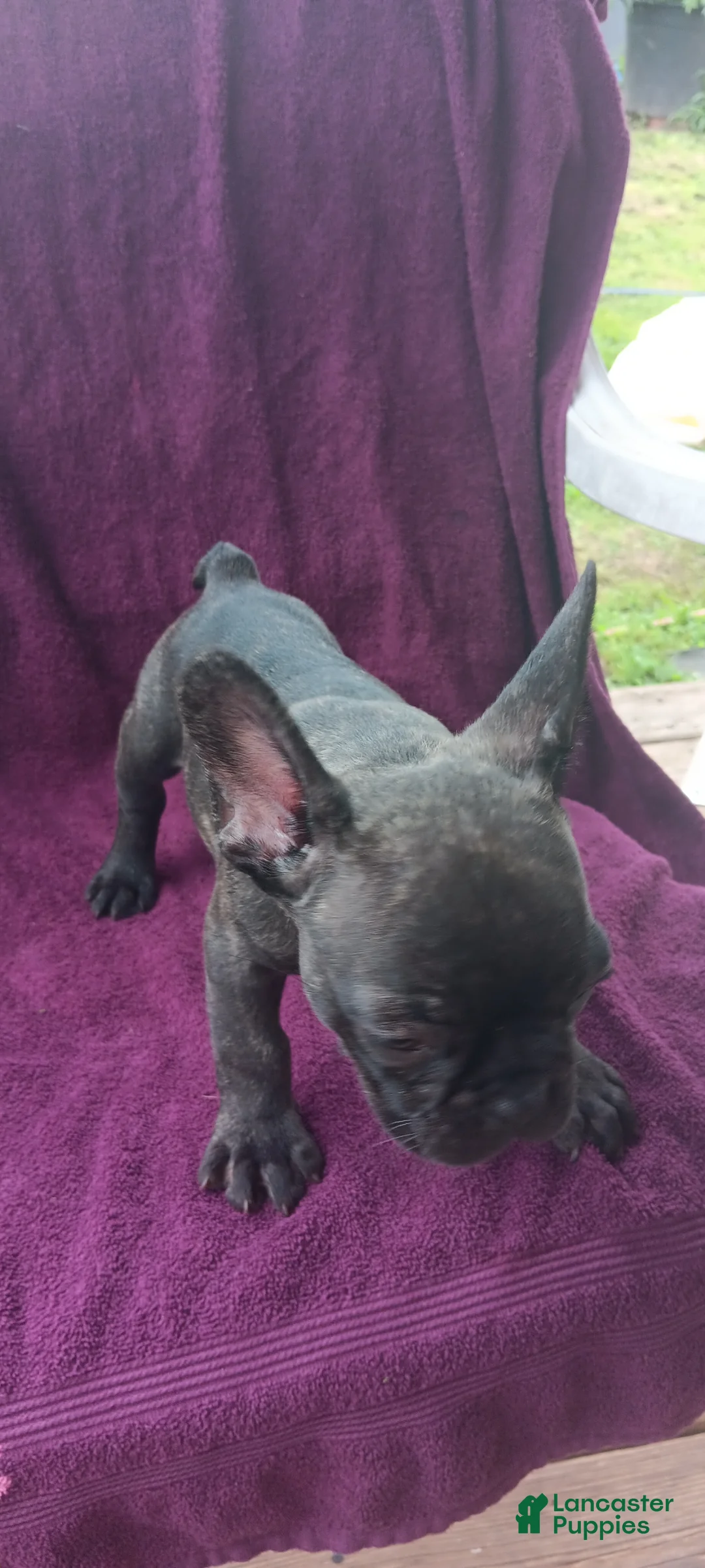 French Bulldog dogs for sale: French Bulldog Puppy 1 - Ad 2