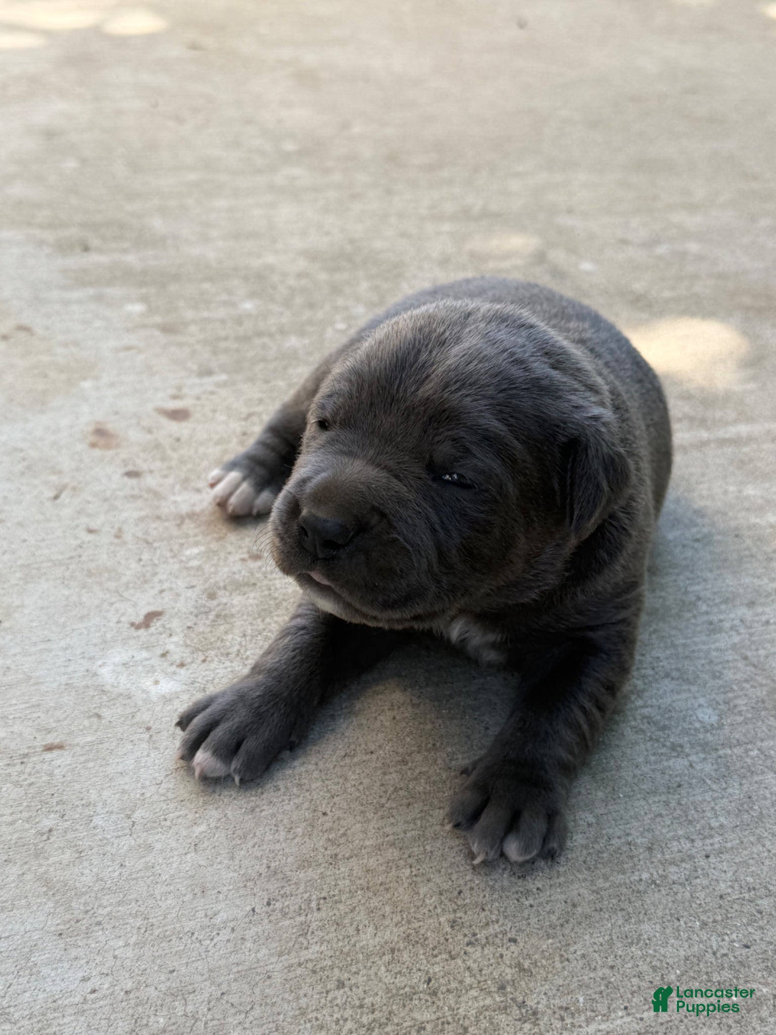 Cane Corso dogs Yellow - Ad 2