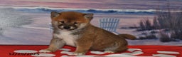 Shiba Inu dogs for sale: Sparky - Ad 5