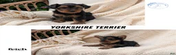 Yorkshire Terrier dogs for sale: Gemma - Ad 15