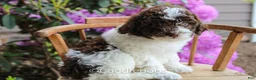 Mixed Breed dogs for sale: Mercury - Ad 5