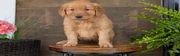 Golden Retriever dogs for sale: Carmen - Ad 2