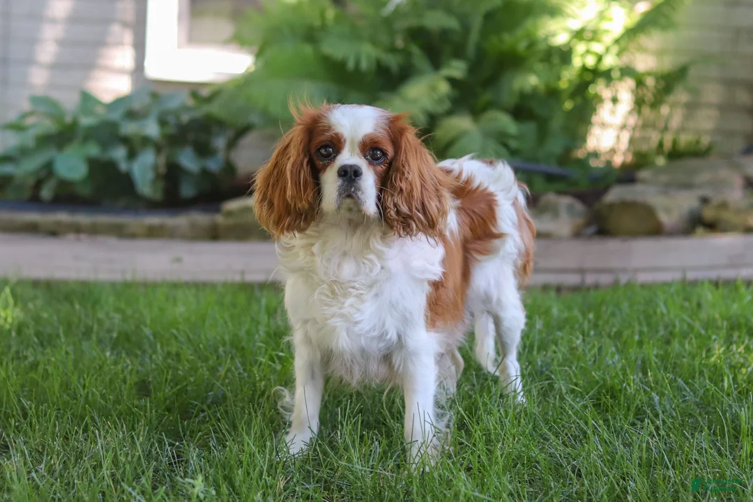Cavapoo dogs for sale: Zack - Ad 8