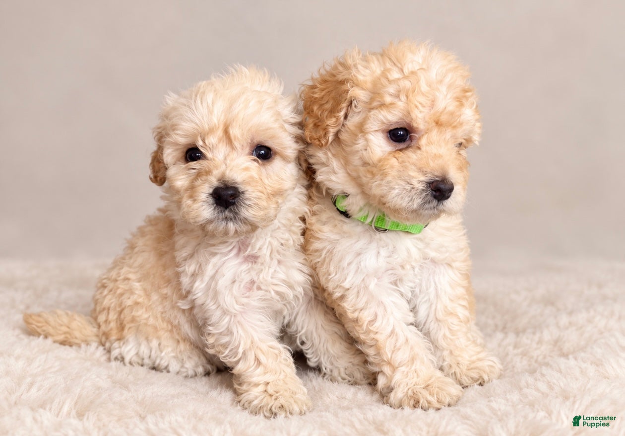 Toy Poodle dogs Lola  - Ad 2
