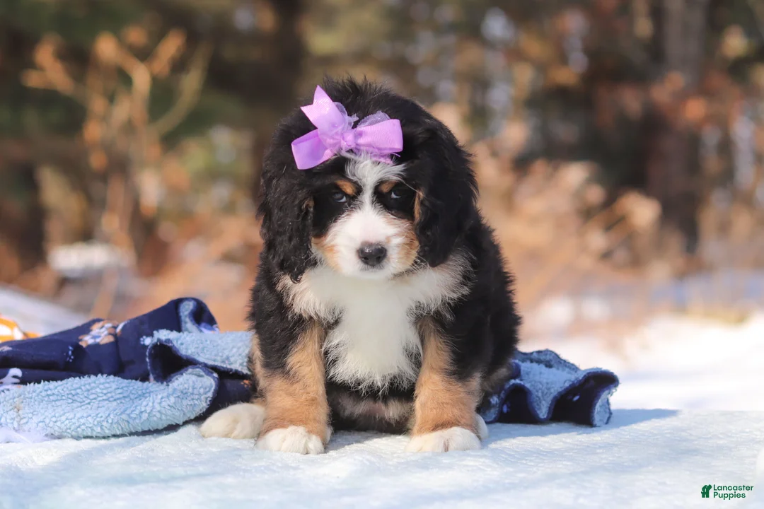 Mini Bernedoodle dogs for sale: Chloe - Ad 2