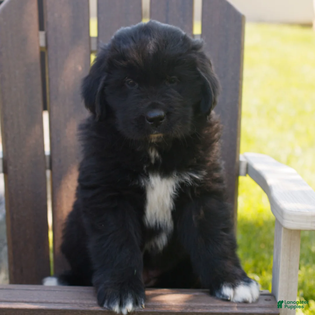 Newfoundland dogs for sale: Tina  - Ad 1