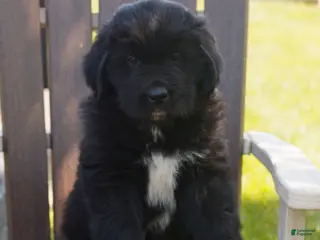 Newfoundland dogs for sale: Tina - Ad 2