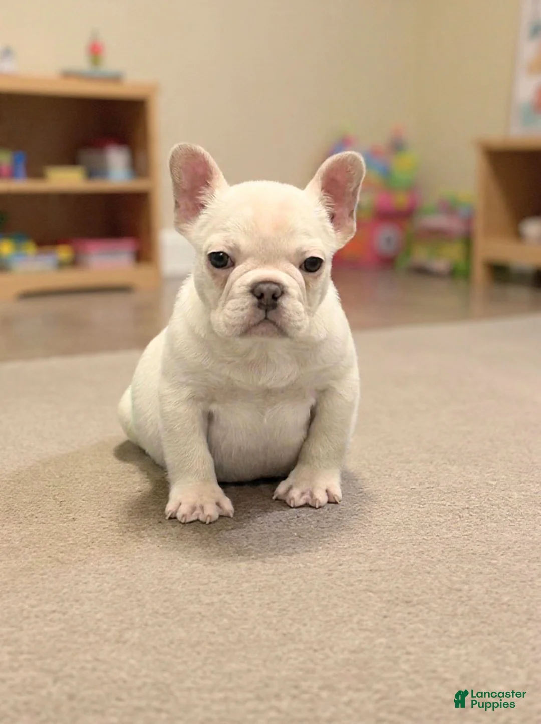 French Bulldog dogs for sale: Pete - Ad 1