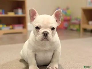 French Bulldog dogs Pete - Ad 15