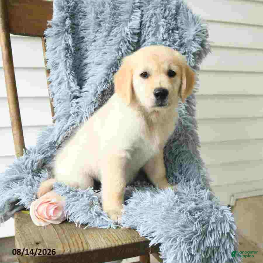 Golden Retriever dogs Bailey - Ad 1