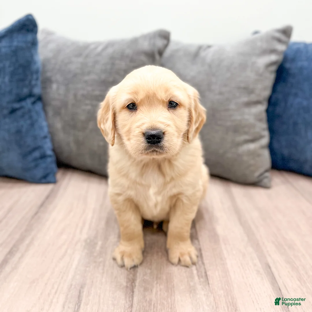 Golden Retriever dogs for sale: Dexter - Ad 8