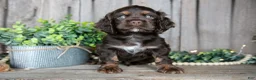 Cocker Spaniel dogs for sale: Bobo - Ad 2