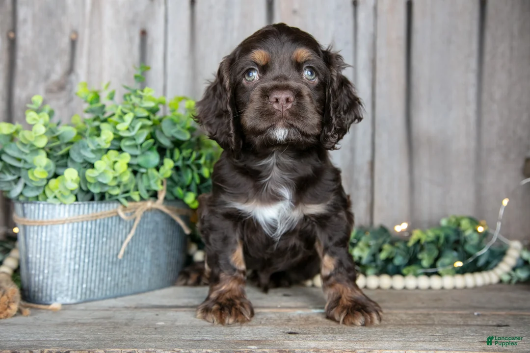 Cocker Spaniel dogs for sale: Bobo - Ad 2