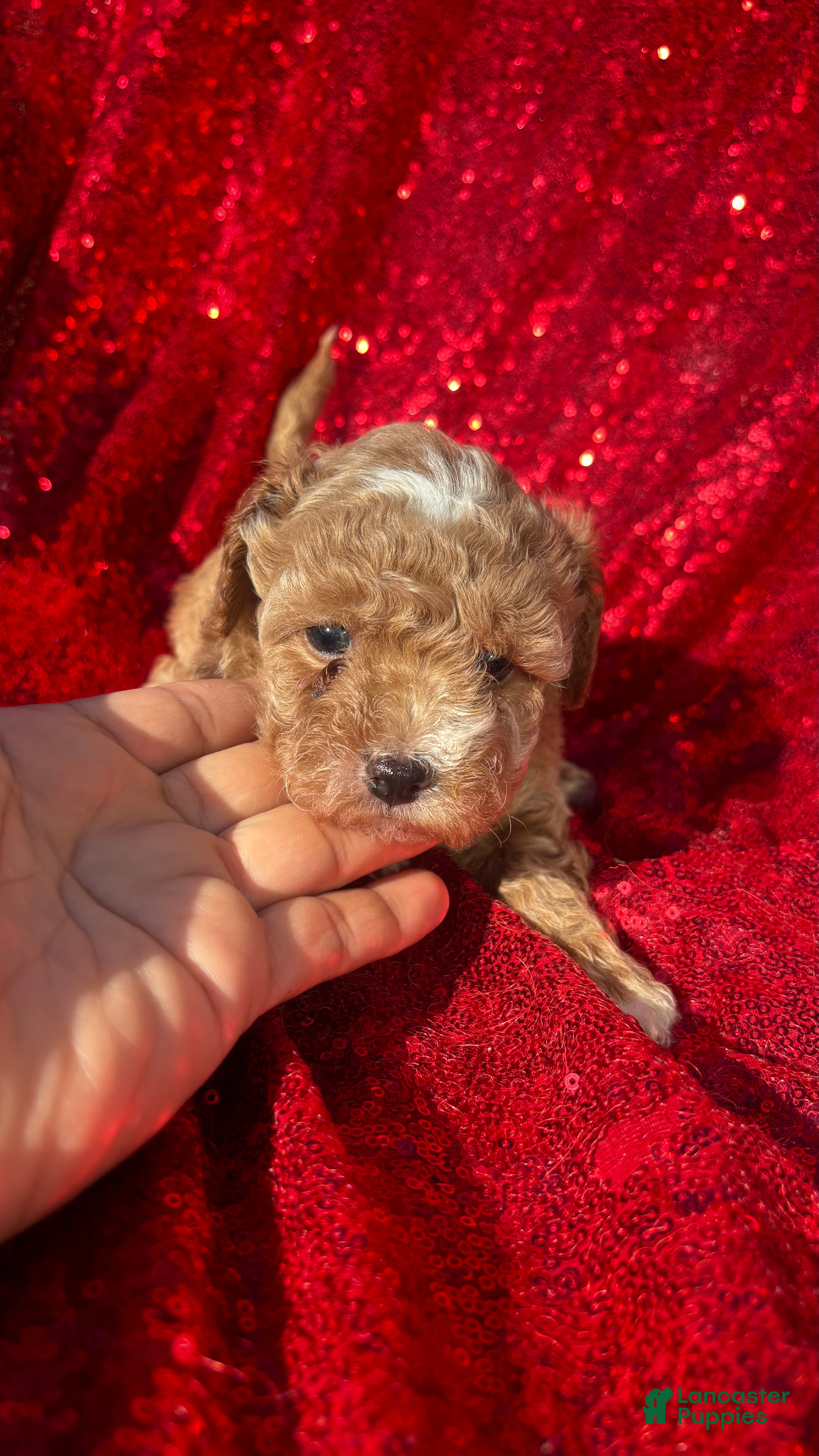 Toy Poodle dogs for sale: Toy Poodle 3 - Ad 2