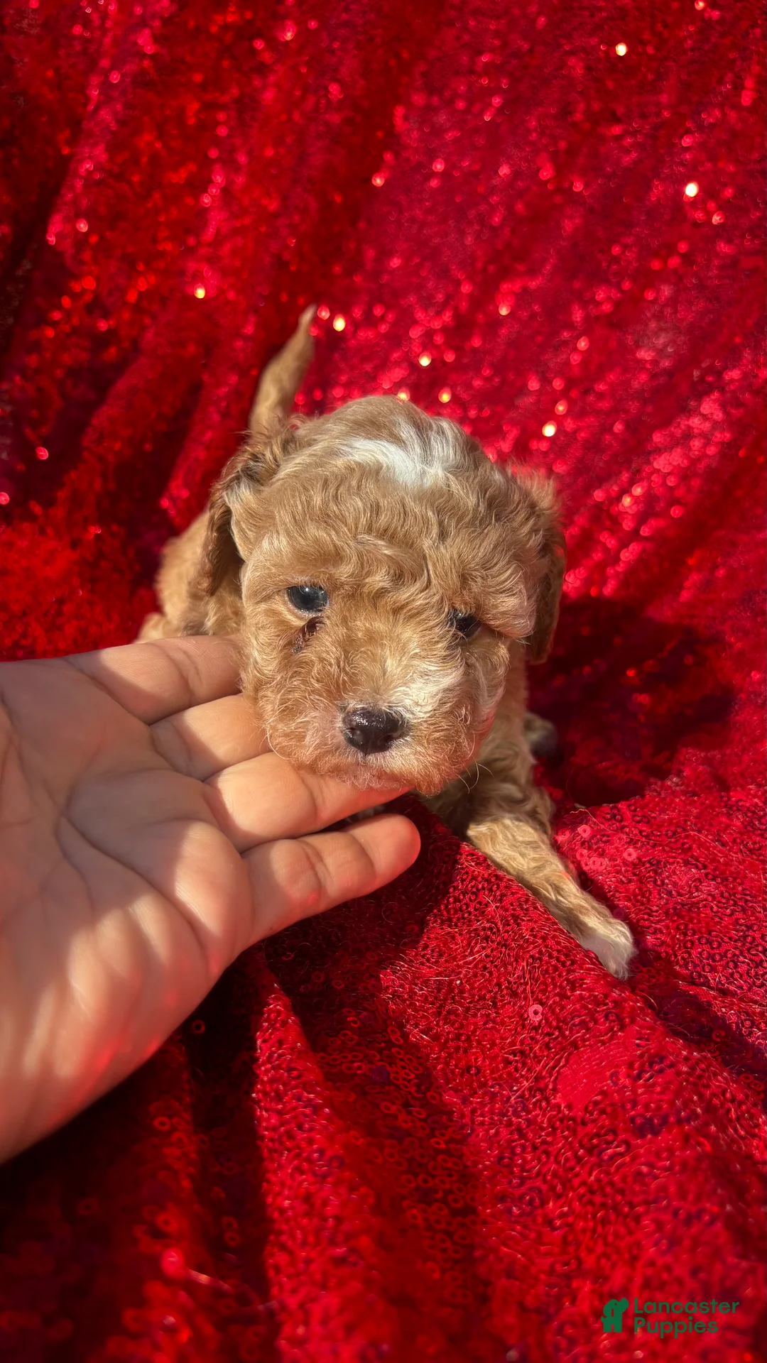 Toy Poodle dogs for sale: Toy Poodle 3 - Ad 2