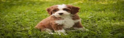 Cavapoo dogs for sale: Bella Cavapoo  - Ad 10