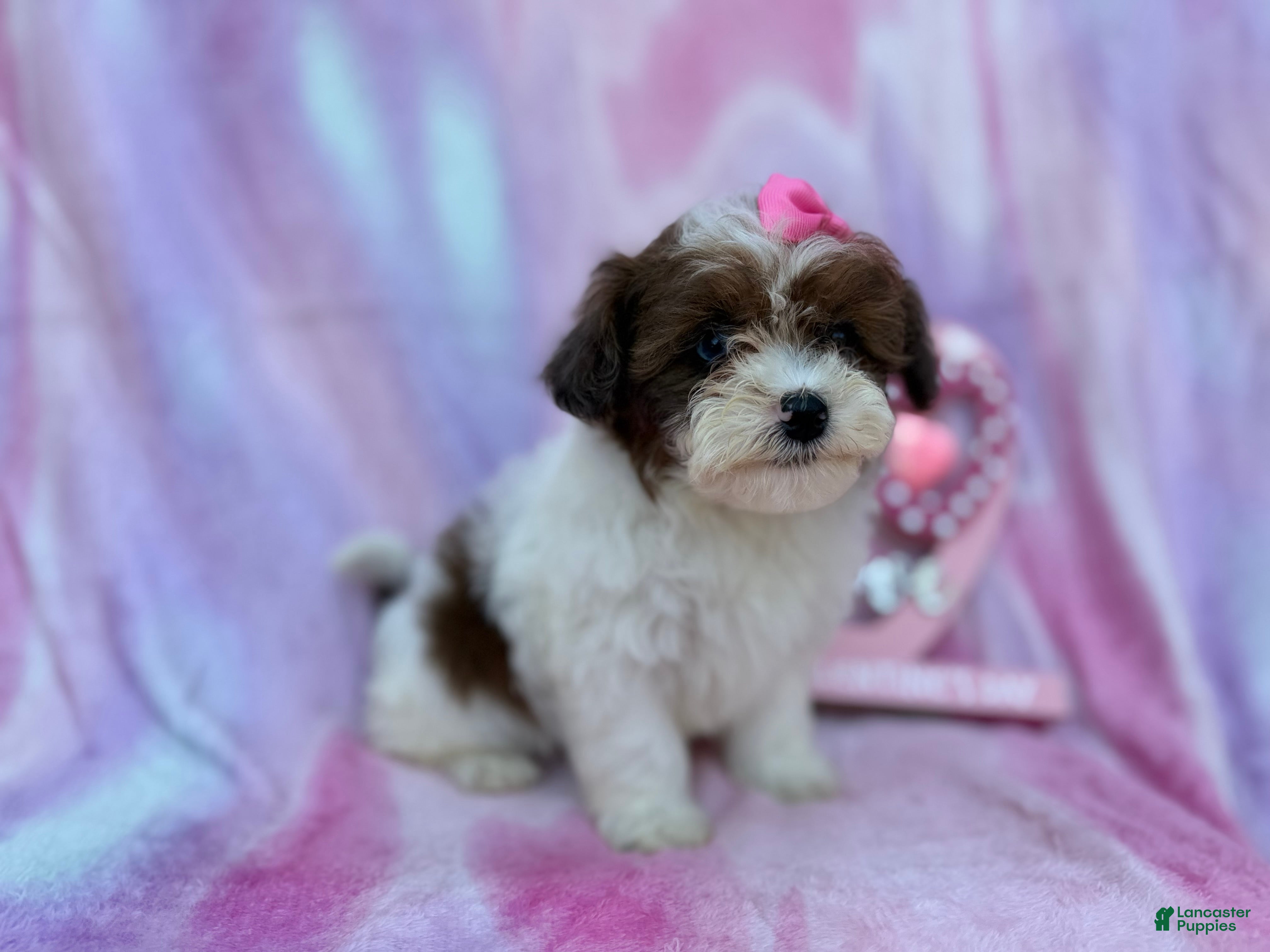 Shihpoo dogs Zuma - Ad 9