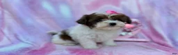 Shihpoo dogs for sale: Zuma - Ad 1
