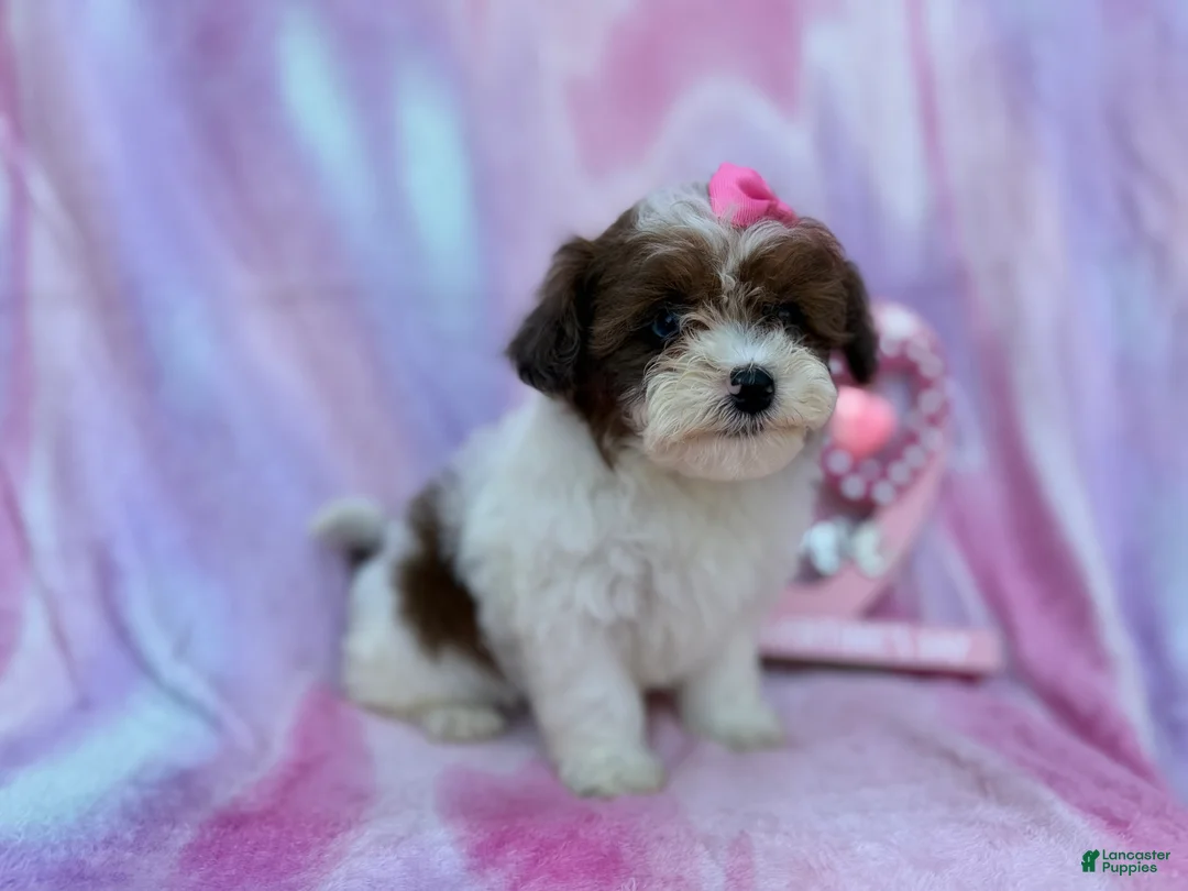 Shihpoo dogs for sale: Zuma - Ad 1