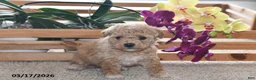 Bichpoo dogs for sale: Jade - Ad 3