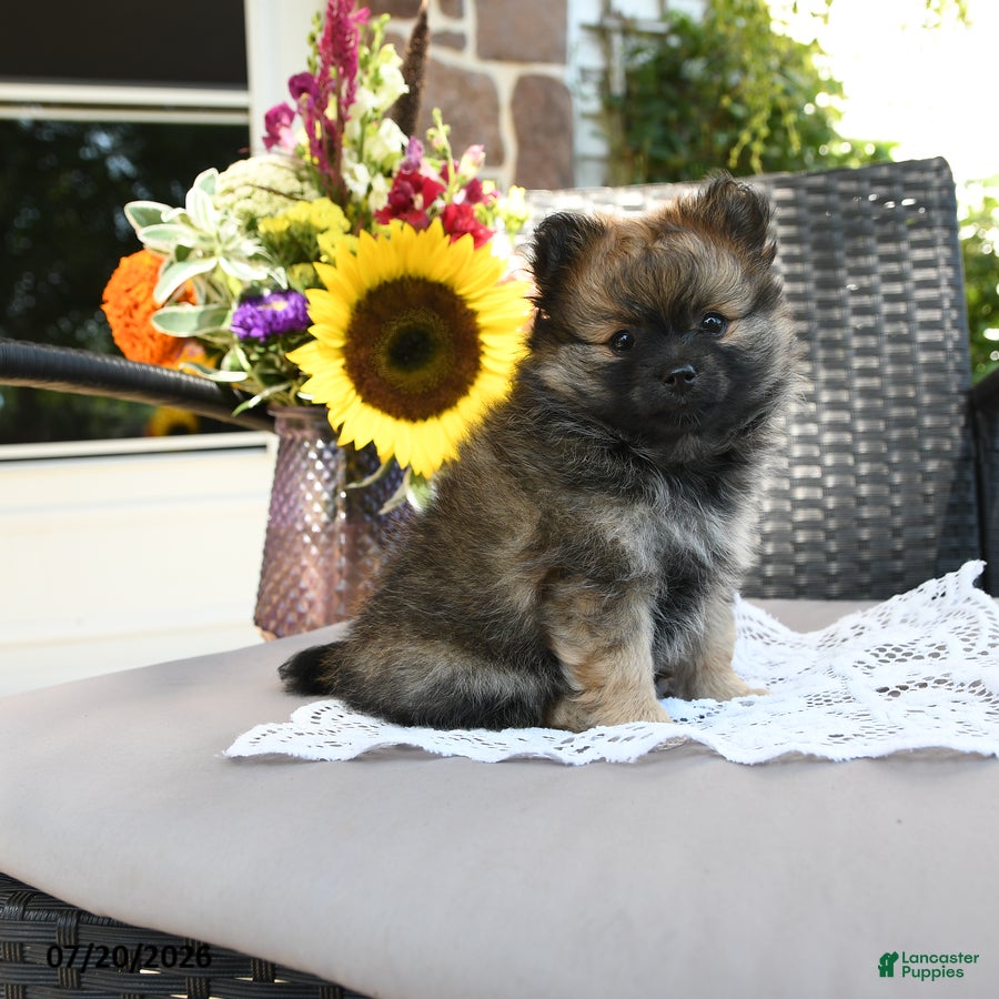 Pomeranian dogs for sale: Tessa - Ad 4