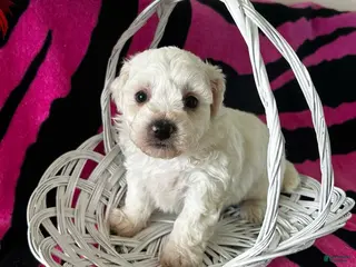 Bichon Frise dogs Bichon Frise Puppy 2 - Ad 6