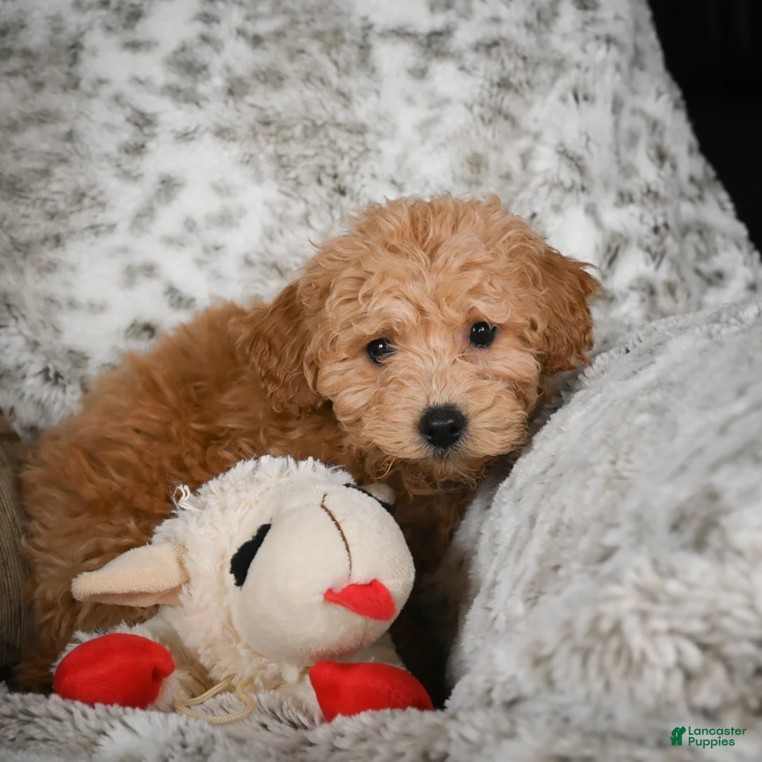 Cavapoo dogs for sale: Capper - Ad 3