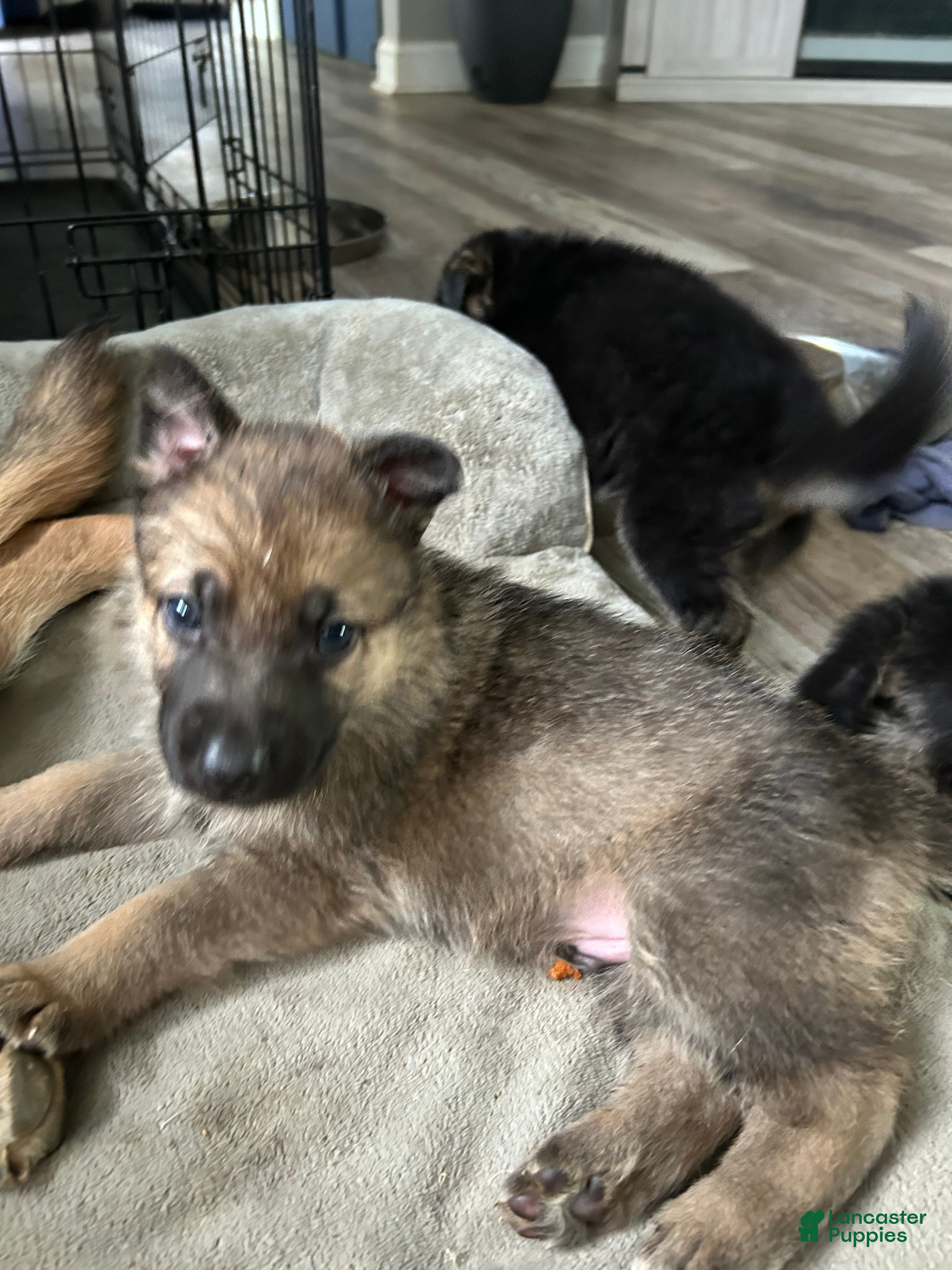 German Shepherd dogs Brownie - Ad 10
